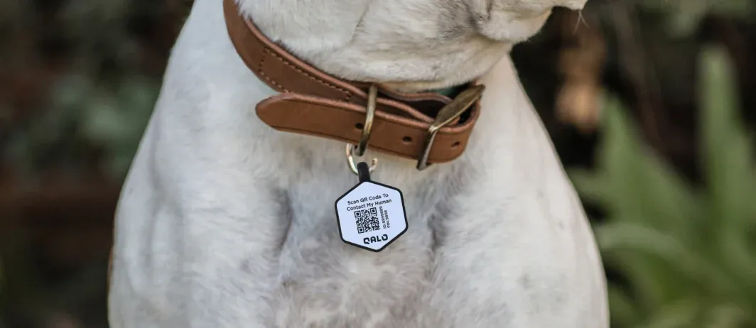 QR Code Dog Tags: The Ultimate Guide to Keeping Your Pet Safe