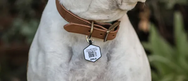 QR Code Dog Tags: The Ultimate Guide to Keeping Your Pet Safe
